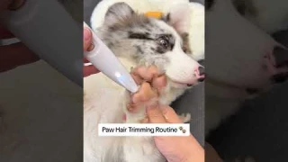 Safe & Easy Grooming: Pet Paw Trimmer Every Pet Parent Needs!