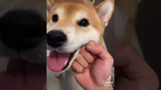 Dog Owner ABUSES his Shiba Inu