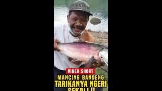 MANCING BANDENG MONSTER‼️ TARIKANNYA SANGAT NGERI LUR !!! | Kodo Fishing | Video Short