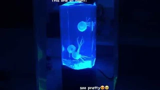 You need this magical jellyfish lamp🥺