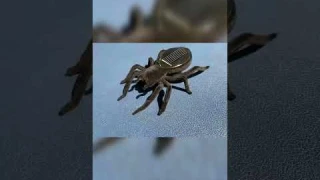 Solar Toy Mini Grasshopper Spider Car Creative New Science #Shorts #SolarToy