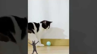Endless Entertainment: USB Rechargeable Cat Ball Toy - Review and Playtime!