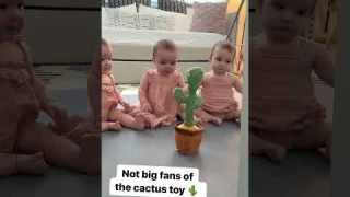 cactus toy