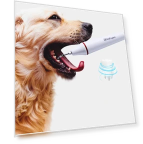 Ultrasonic Cleaning Machine for Pet Dogs — Ultrasonic Cleaners