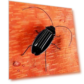 Solar-Powered Educational Cockroach Robot Toy — Solar Power, Haizhihong