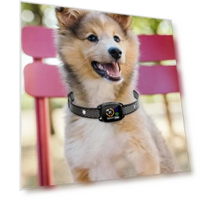 Smart Anti-Bark Collar for Dogs — Anti-Bark Training Devices, Colorful summer