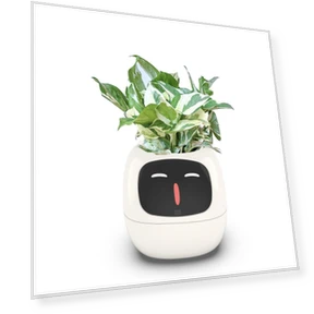 Smart Care Smart LED — Vases, Premium SPEED