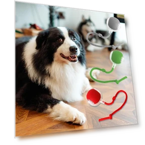 Interactive Pet Toy Ball — Cat Playthings, kaixindianpu