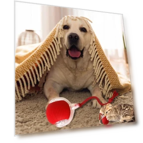 Automatic Smart Cat Toys — Cat Playthings, AE Selection