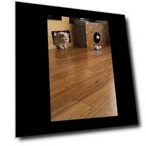 Smart Toy for Cats with Remote Control — Interactive Animal Companions, Corners of the City MALL