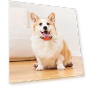 Portable Smart GPS Dog Collar — Trackers, Love DIY
