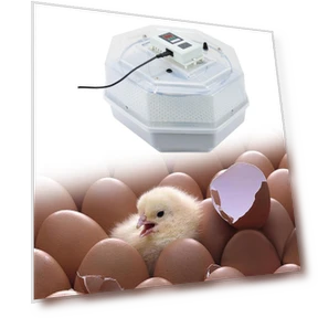 Smart Automatic Egg Incubator — Egg Trays, Colorful summer