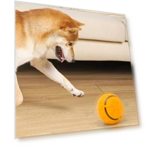 Electric Rolling Ball Toy for Dogs — Automatic Launchers, Pet park