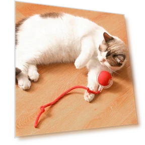 Automatic Electric Rolling Ball — Cat Playthings, Shanylty