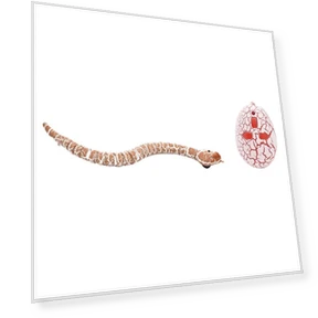 Automatic Cat Toys, Electronic Snake — Interactive Animal Companions, Sunnyway
