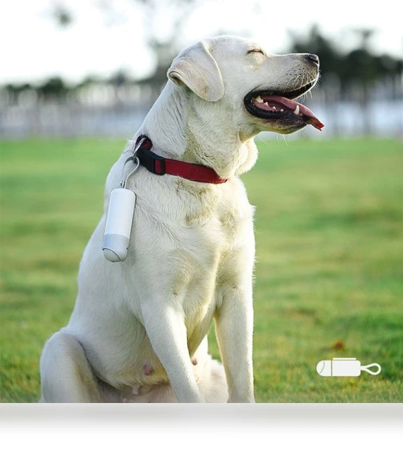 Portable Dog Toilet Bowl with LED Lighting — Purses