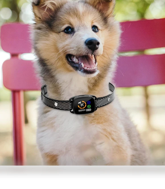 Smart Anti-Bark Collar for Dogs — Anti-Bark Training Devices, Colorful summer
