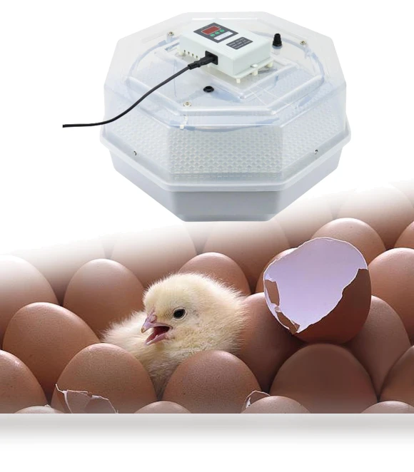 Smart Automatic Egg Incubator — Egg Trays, Colorful summer