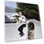 Thumbnail Pro Scooter Stunt Scooter Complete Trick Scooter — Push Scooters, FREEDARE