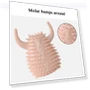Thumbnail Dog Toothbrush Chewing Toy — Toys