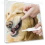 Thumbnail Electric Toothbrush for Pets — Electric Toothbrush Heads