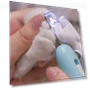 Thumbnail Pet Nail Clippers with LED Lighting — Claw Care