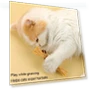 Thumbnail Teething Stick Toy for Cats — Cat Playthings