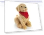 Thumbnail Companion Pet for Seniors - Lifelike Animatronic Dog — Interactive Animal Companions, JOY FOR ALL