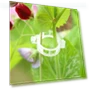 Thumbnail Reusable Plastic Plant Clips for Climbing Plants — Clamps, FKMEE