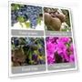Thumbnail Reusable Plastic Plant Clips for Climbing Plants — Clamps, FKMEE