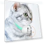 Smart teasing collar for cats — Cat Playthings, Salted Chicken