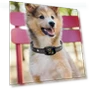 Smart Anti-Bark Collar for Dogs — Anti-Bark Training Devices, Colorful summer