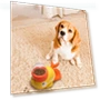 Automatic Pet Feeder — Automatic Feeders, dashiyes00w