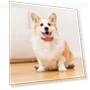 Portable Smart GPS Dog Collar — Trackers, Love DIY