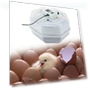 Smart Automatic Egg Incubator — Egg Trays, Colorful summer