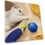 Interactive Cat Toy Ball — Cat Playthings, Pet park