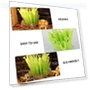Thumbnail Reptile Humidifier Plant Design — Lighting, Parliky
