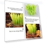 Thumbnail Reptile Humidifier Plant Design — Lighting, Parliky