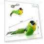 Feather Toy for Cats — Cat Playthings, HQ Pretty