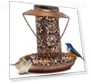 Solar-Powered Dual-Use Bird Feeder with Decorative Lawn Lighting — Backyard Birding, AI Supermarket