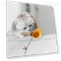 Squeaky Bird Cat Toy — Cat Playthings, Love DIY