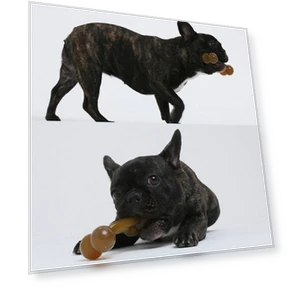 Dog Molar Stick Cleaning Bite Toy — Toys