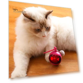 Automatic Moving Ball — Cat Playthings, Pet park