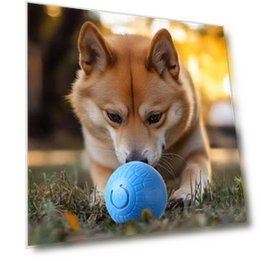 Self-driving Jumping Ball — Automatic Launchers, Pet park