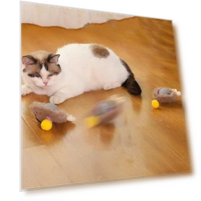 Automatic Electric Rolling Ball Cat Toy — Cat Playthings, Family Circle