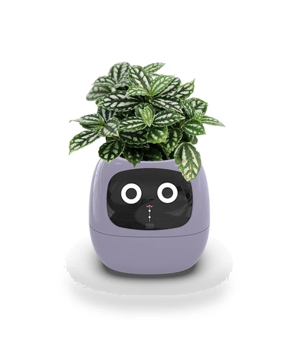 Smart Pot Ivy — Garden Planters, Tuya