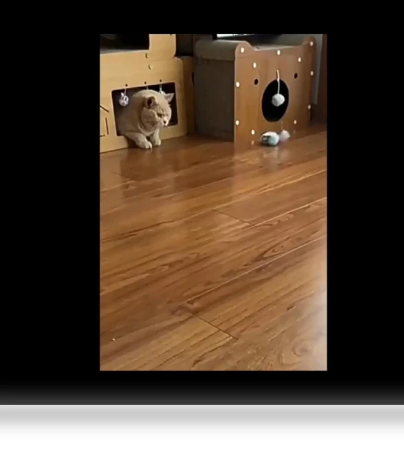 Smart Toy for Cats with Remote Control — Interactive Animal Companions, Corners of the City MALL