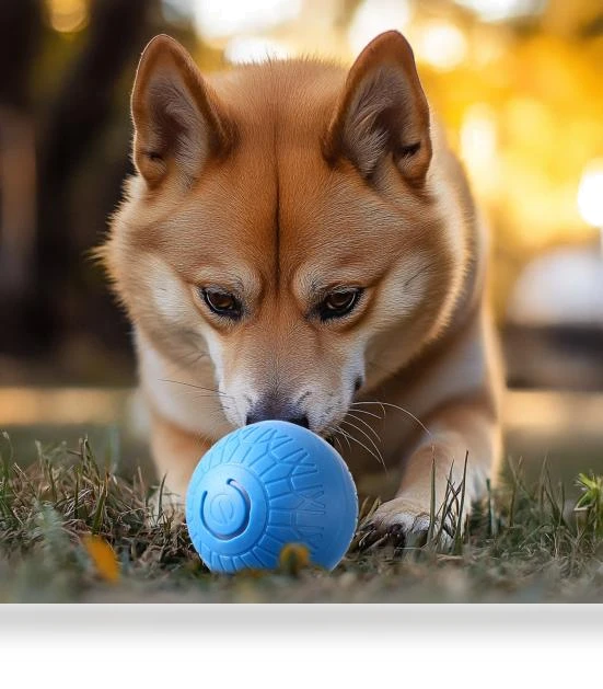 Self-driving Jumping Ball — Automatic Launchers, Pet park
