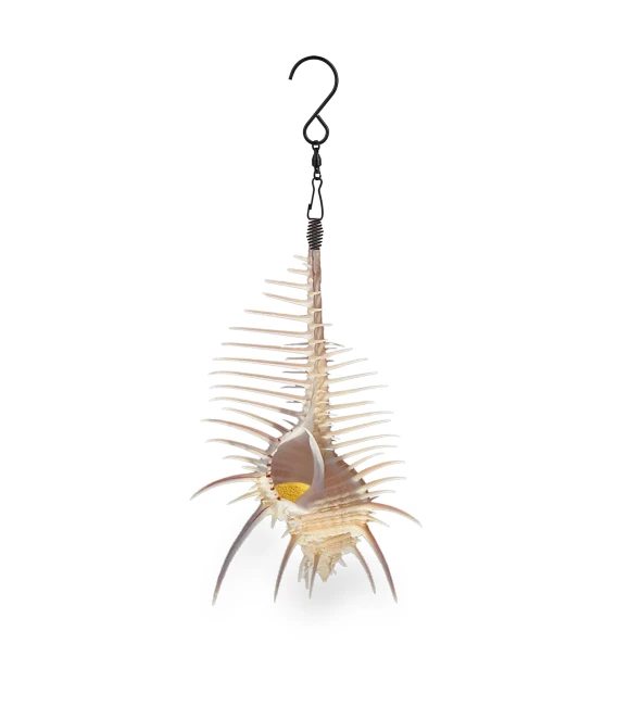 Smart Bird Feeder — Backyard Birding, Quatra