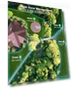 Robot Lawn Mower — Autonomous Lawn Care, ANTHBOT